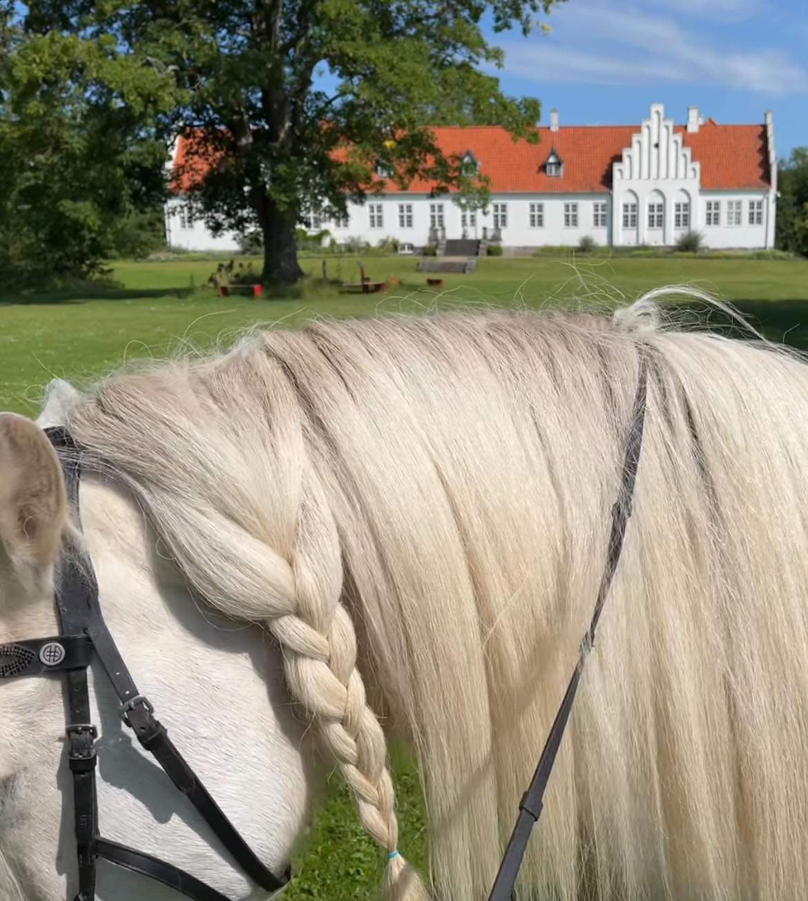 Hestecroquis med musik og oplæsning